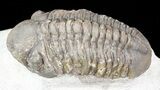 Bargain Reedops Trilobite - Morocco #55470-1